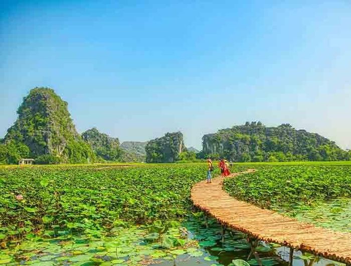  Hồ sen rộng mênh mông cũng là điểm nhấn quan trọng tạo nên khung cảnh non nước hút khách du lịch đến hang Múa 