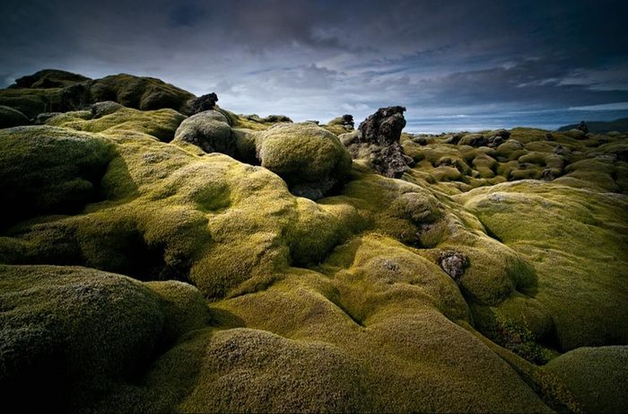 Vụ phun trào độc hại này ảnh hưởng nghiêm trọng đến Iceland. Đất bị ô nhiễm, không loài cây nào có thể sống được trên cánh đồng. Hơn một nửa vật nuôi trên đảo quốc chết, không đánh bắt được bất kỳ loài cá nào dưới biển. Hậu quả là mất mùa, nạn đói và bệnh dịch đã xảy ra, 1/4 cư dân Iceland thiệt mạng. Những người khác buộc phải sơ tán, di cư hàng loạt đến Đan Mạch. Không những thế, sự kiện thảm khốc ở Iceland còn tác động lan rộng khắp châu Âu. Ảnh: Raymond Hoffmann.