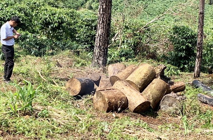 Cưa hạ, cắt khúc cây thông để chôn lấp hoặc chở đi nơi khác phi tang.
