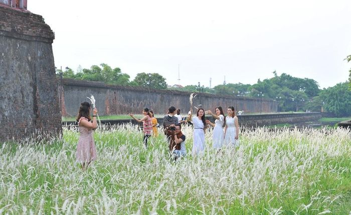 Mấy ngày qua, xung quanh Đại Nội được phủ một màu hoa tranh trắng xóa