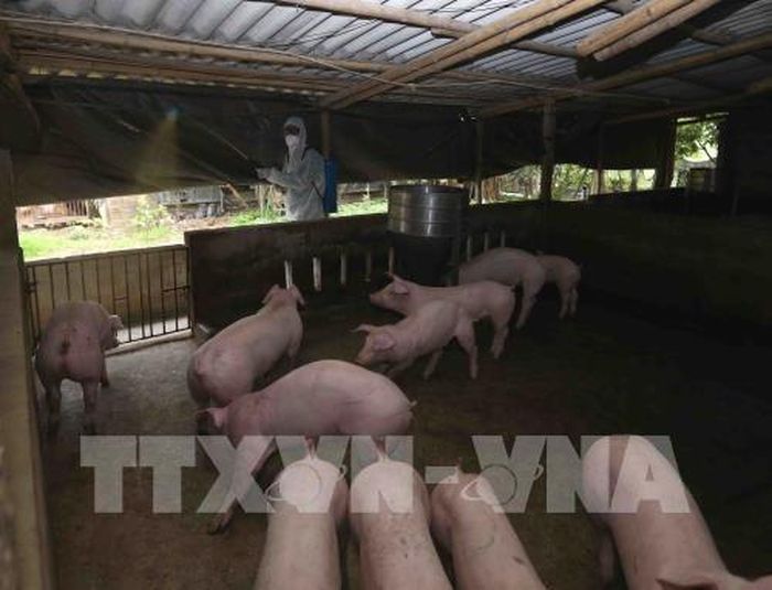 Nhân viên thú y phun hóa chất tiêu độc khử trùng khu chăn nuôi tại Đinh Văn Trang ở thôn Bó Khê, xã Tân Tiến, huyện Văn Giang. Ảnh: Vũ Sinh - TTXVN
