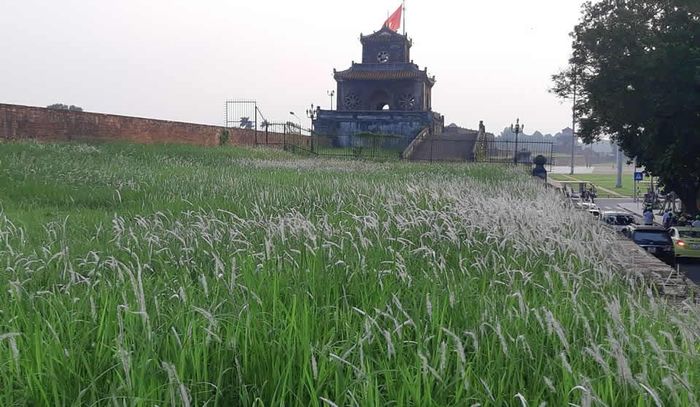 Khoảnh khắc tuyệt đẹp của hoa cỏ tranh bên thành Đại Nội Huế. (Ảnh chụp chiều 30 tháng 9).