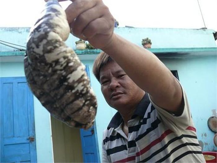 Ở Việt Nam, hải sâm vú phân bố ở vùng biển Phú Yên, Khánh Hòa, Bình Thuận và các hải đảo như Trường Sa và Côn Đảo. Ảnh: phamthilyson.
