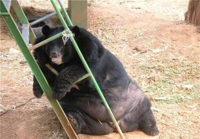 Bị trêu chọc vì quá béo, gấu đen khổng lồ chỉ cười hiền lành cho qua, bởi niềm vui của chú ta chính là ăn uống.