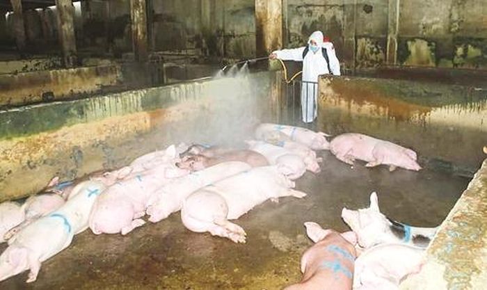 Người dân không mặn mà tái đàn lợn