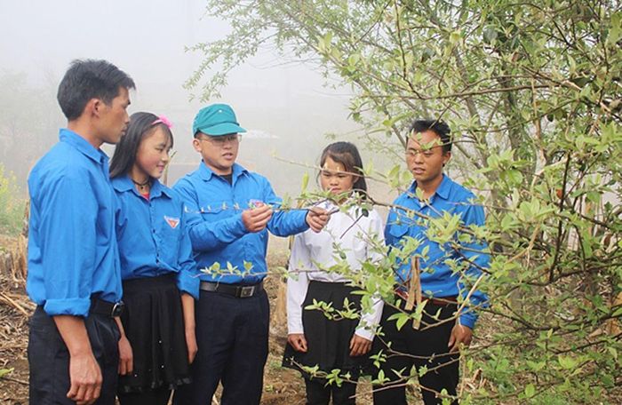 Mô hình trồng cây sơn tra của đoàn viên thanh niên xã Ngải Thầu (huyện Bát Xát, tỉnh Lào Cai) cho thu nhập ổn định. Ảnh: TÔ DUNG