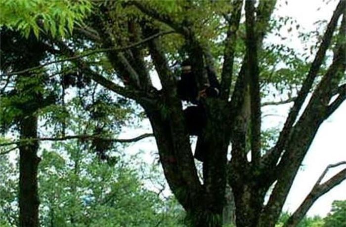 Theo một số tài liệu, Ninja thường nghỉ ngơi trên các cành cây. 
