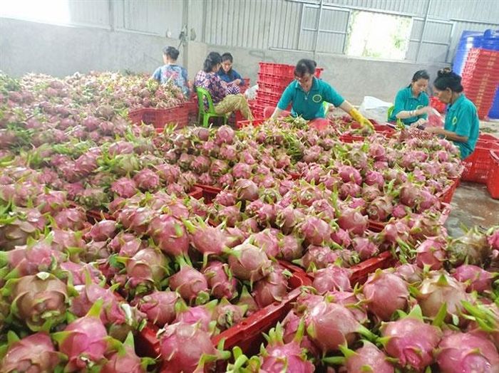 Nông sản Việt Nam gặp khó khi Trung Quốc siết chặt chính sách nhập khẩu