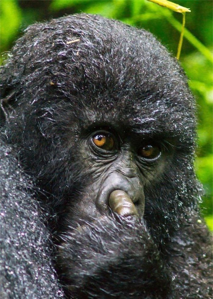 Những hình ảnh hài hước và hiếm thấy về loài khỉ đột núi Rwanda khiến chúng trở nên gần gũi hơn, đáng yêu hơn.