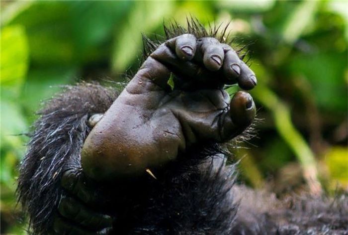 Quần thể còn lại được tìm thấy ở Vườn quốc gia cấm Bwindi tại Uganda. Một vài nhà linh trưởng học xem quần thể ở Bwindi là một phân loài tách biệt, mặc dù không có mô tả nào hoàn thành.