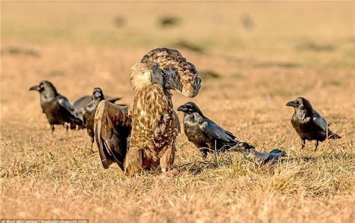 Về con đại bàng đuôi trắng đi cướp thua trận, sau cuộc chiến sử thi, nó đứng gãi đầu ngượng ngùng, xấu hổ.