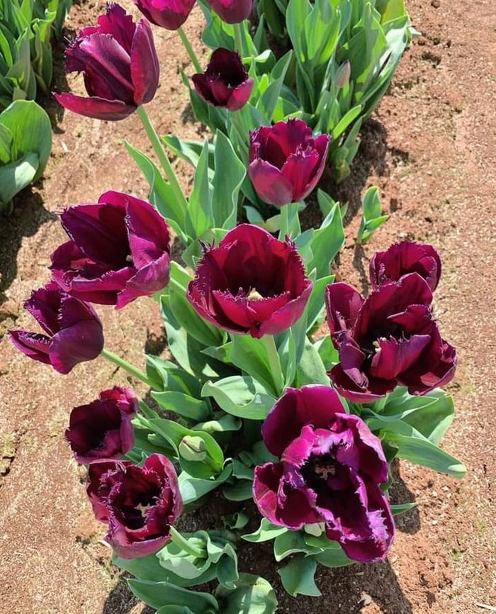 Cận cảnh một cụm hoa tulip.