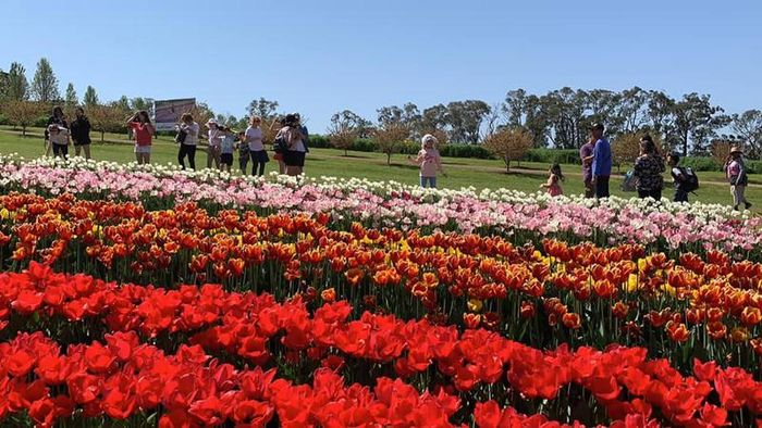 Đây rồi, vườn hoa tulip hiện ra với đầy đủ màu sắc. Hàng ngàn cụm hoa đua nhau nở rộ làm bừng sáng lễ hội độc đáo này.