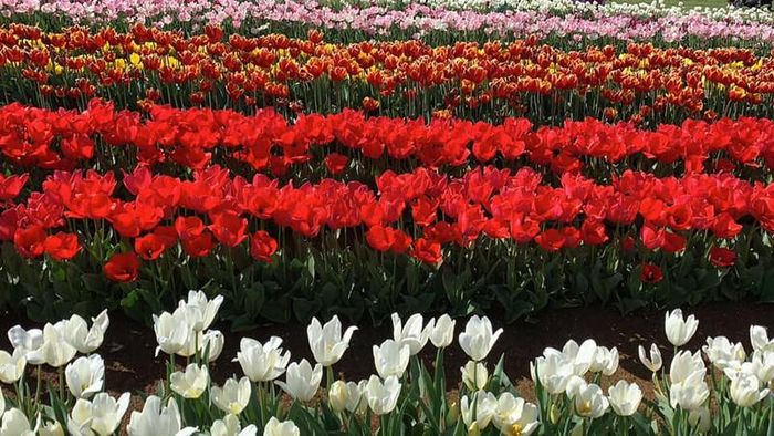 Dòng họ nhà tulip không hổ danh đa màu sắc và đầy sức quyến rũ.