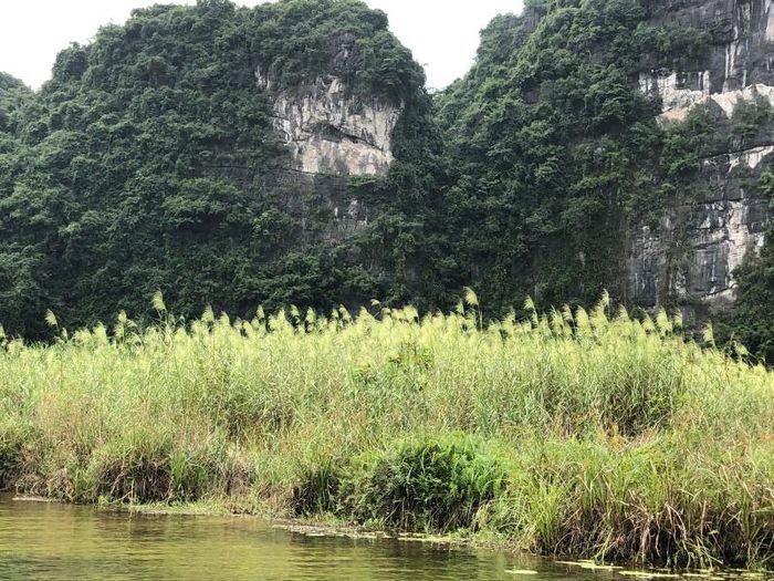 Đây cũng là nơi trú ngụ bình yên của nhiều loài thủy sinh như các loài cá nước ngọt, rùa, rắn, và vô vàn chim chóc.