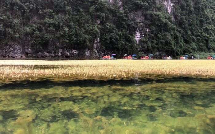 Ánh nắng vàng "nhảy, múa" trên những ngọn rêu.