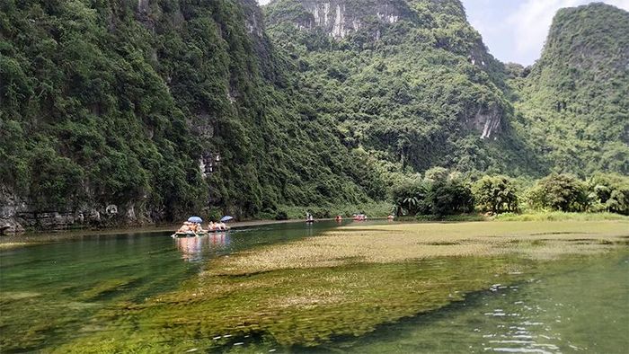 Thảm thực vật hiện rõ dưới làn nước trong.