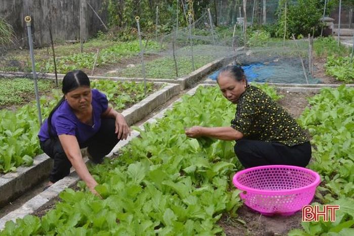 Mô hình vườn rau sạch của Chủ nhiệm CLB Nguyễn Thị Hoa ở thôn Đại Đồng luôn (bên trái) được tiểu thương đến nhập sản phẩm tại nhà với thu nhập quanh năm