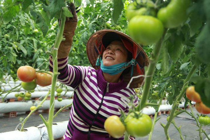 Ở Gia Lâm bắt đầu manh nha những mô hình phát triển nông nghiệp công nghệ cao.