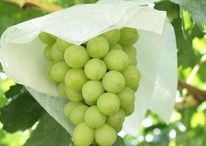  Mỗi chùm nho sữa chỉ có khoảng 30 quả. (Ảnh: Savor) 