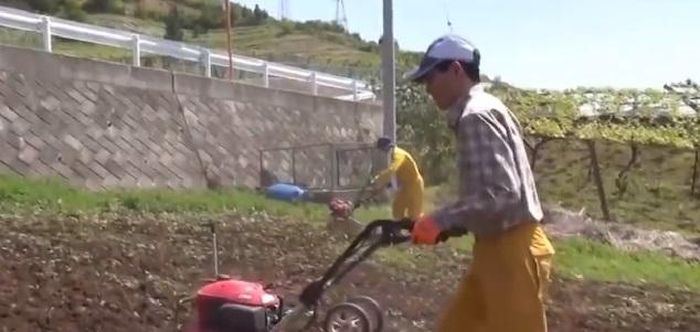  Đất trồng được xới cẩn thận để đảm bảo độ tơi xốp. (Ảnh: Noal farm) 