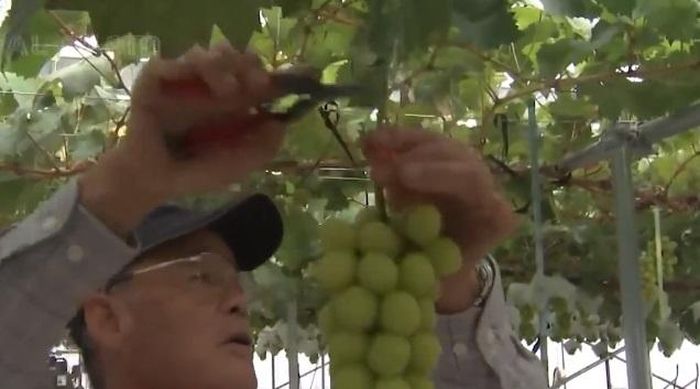  Từng chùm nho được hái thủ công cẩn thận nhằm tránh nho bị dập quả. (Ảnh: Noal farm) 