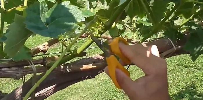  Để quả nho to đều, người trồng sẽ tỉa chùm thường xuyên. (Ảnh: Noal farm) 