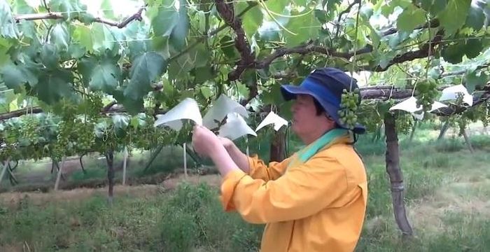  Nho gần chín sẽ được bọc giấy, tránh nắng, mưa và côn trùng. (Ảnh: Noal farm) 