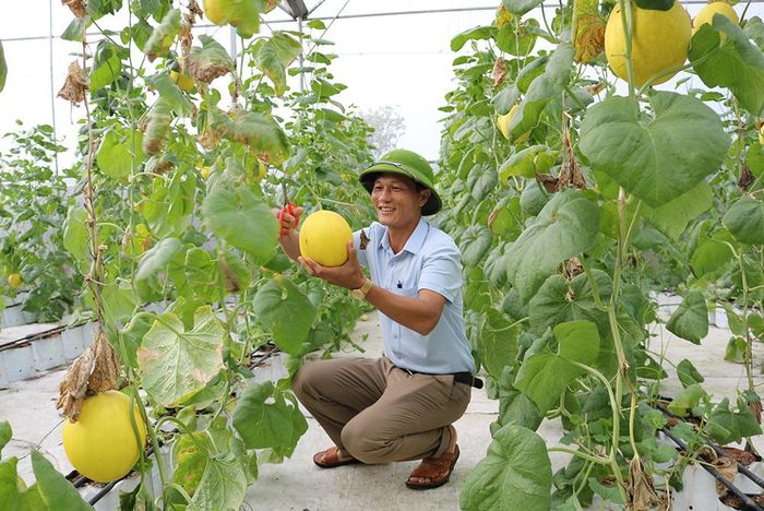 Huyện Hạ Hòa đẩy mạnh ứng dụng tiến bộ khoa học kỹ thuật để xây dựng các mô hình sản xuất nông nghiệp chất lượng cao.- Mô hình trồng dưa vàng trong nhà màng ở xã Mai Tùng.