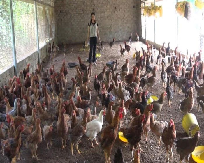 Gia đình chị Lan đầu tư 200 triệu đồng xây dựng chuồng trại chăn nuôi gà 2.000 con gà, 60 con lợn và 300 con ngan mỗi lứa
