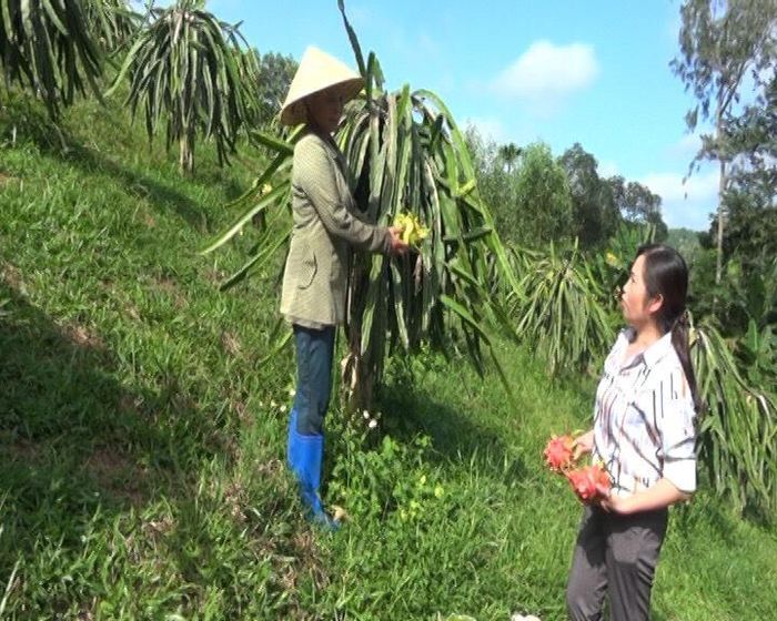 Gia đình chị Thu chọn hướng phát triển kinh tế hộ gia đình bằng việc trồng cây ăn quả và cây công nghiệp các loại
