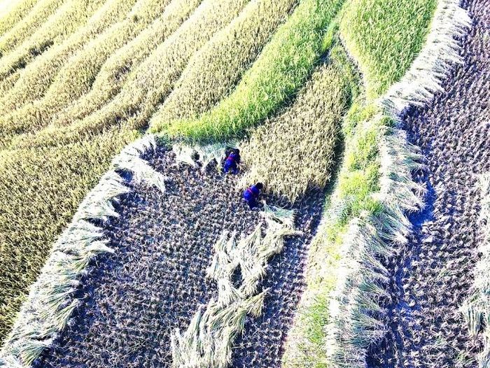 Đồng bào các dân tộc rộn ràng thu hoạch lúa