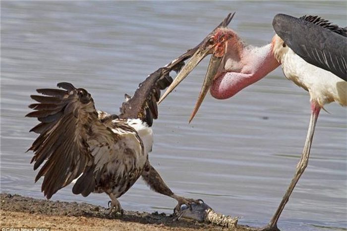 Trong khi đó, đại bàng vẫn rất khôn ngoan rụt đầu lại né đòn, chân thò ra cắm thẳng những móng vuốt vào cá, định bụng sau khi lấy được con cá sẽ bay thật nhanh đến khu an toàn để thưởng thức. (Nguồn Dailymail)