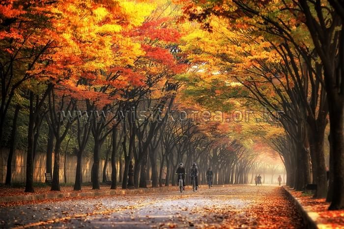 Công viên Grand Seoul mang đến khung cảnh ngắm lá vàng bình yên