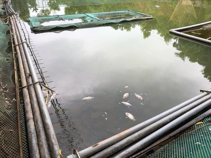 Cá chết do nước sông nhiễm váng dầu.