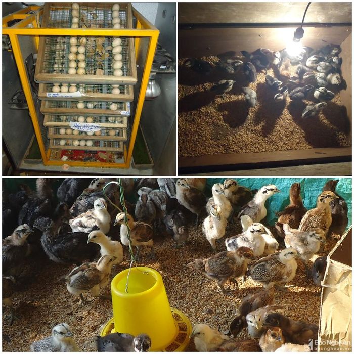 Quy trình nuôi gà đen được nông dân Kỳ Sơn áp dụng các tiến bộ khoa học và chăm sóc đúng kỹ thuật 1 tháng trước khi chăn thả trong môi trường tự nhiên. Ảnh PV