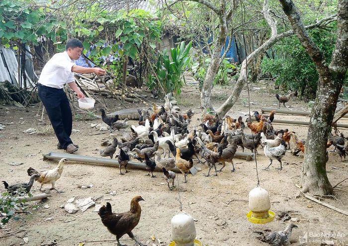 Đàn gà đen thuần chủng của hộ anh Vừ Tồng Pó ở xã Mường Lống (Kỳ Sơn). Ảnh: Huyền Thư