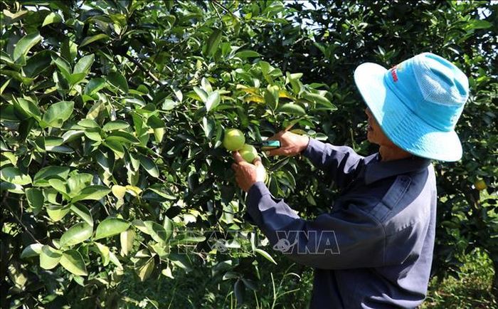 Thu hoạch cam hữu cơ tại xã Hải Phú, huyện Hải Lăng (Quảng Trị). Ảnh: Nguyên Lý/TTXVN