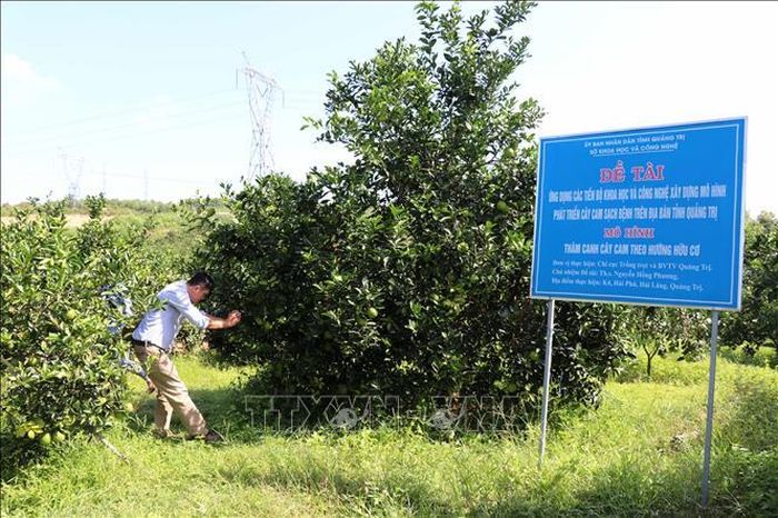 Mô hình trồng cam hữu cơ tại xã Hải Phú, huyện Hải Lăng (Quảng Trị). Ảnh: Nguyên Lý/TTXVN