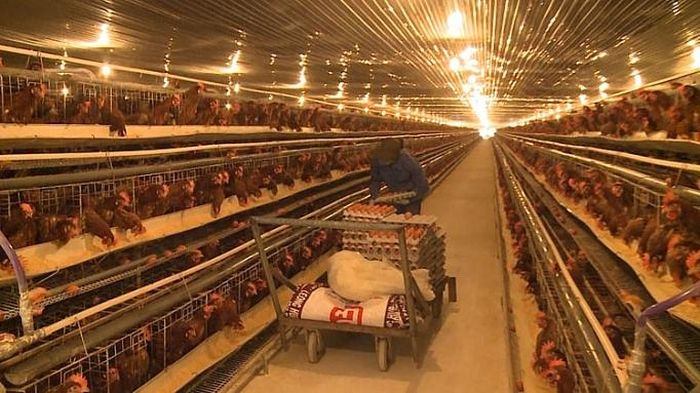 Trang tại chăn nuôi gà quy mô công nghiệp tại xã Quang Sơn, huyện Đồng Hỷ