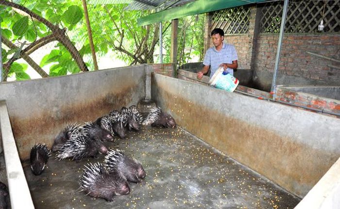  Anh Công đang duy trì nuôi 60 con nhím bố mẹ. Từ nuôi nhím giúp anh thu lãi khoảng 200 triệu đồng/năm. 