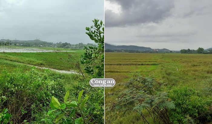 Dự án quy hoạch chi tiết trường Đại học Thương mại ở Hòa Sơn và Học viện Ngân Hàng ở Hòa Liên, chiếm 30ha đất nông nghiệp, sau gần 10 năm vẫn chưa triển khai.