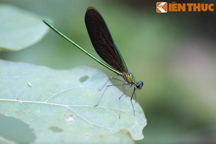 Thiên nhiên nơi đây còn giữ nguyên vẻ ban sơ...