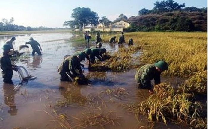  Bộ đội giúp dân gặt lúa chạy lũ.