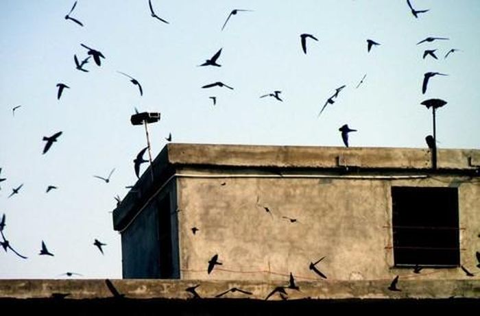 Nuôi yến gây tiếng ồn, ảnh hưởng đến đời sống người dân xung quanh