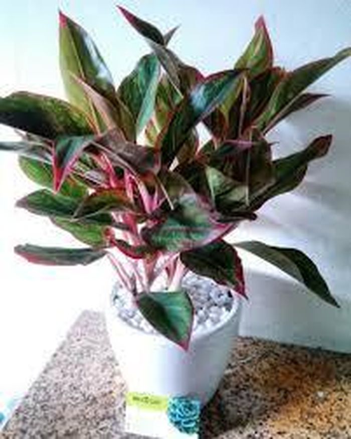Thân cây phú quý trắng hồng, bộ rễ trắng muốt, lá xanh kết hợp với sắc đỏ, cây mang một vẻ quý phái, làm tăng độ sang trọng cho không gian.