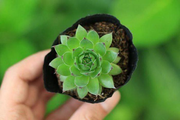  Cây sen đá phật bà: Sen đá được nhắc đến đặc biệt trong phong thủy, mang lại ý nghĩa tài lộc, may mắn cho gia đình. Ngoài ra, sen đá cũng dễ trồng, dễ thích nghi với môi trường sống.