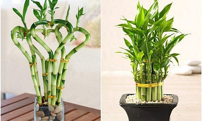  Cây phật dụ: Cây phật dụ thường được tạo hình rất đẹp mắt, thành bình hoa, chiếc thuyền, tiểu cảnh… nên rất dễ chưng ở bất kỳ không gian nào từ chật hẹp đến rộng rãi. (Thông tin trong bài chỉ mang tính tham khảo cho bạn đọc). 