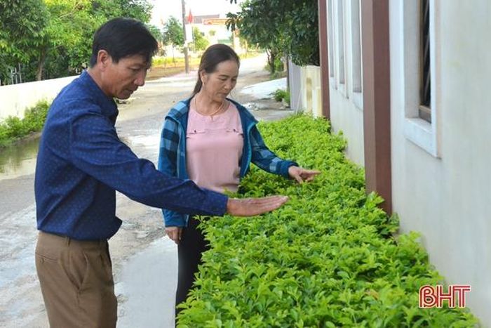 Mẫu hàng rào xanh được Trưởng thôn Nguyễn Tông Thăng trồng, chăm sóc và cắt tỉa hằng ngày tại nhà để làm “mô hình học cụ” cho bà con làm theo