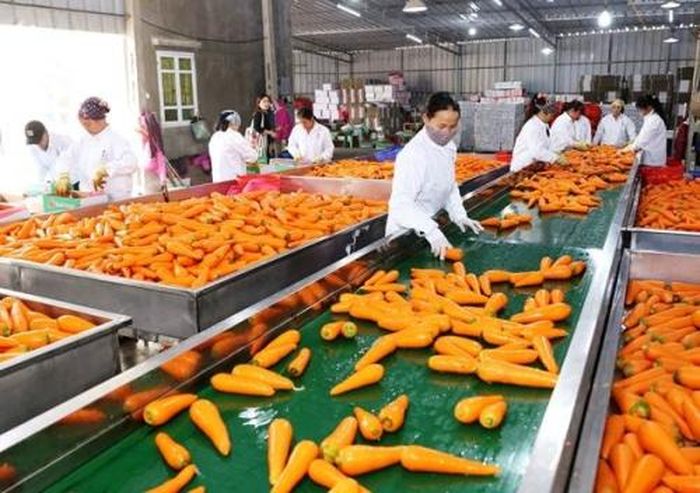 DN xuất khẩu vẫn phải đáp ứng nhiều loại giấy phép, khiến chi phí đội lên nhiều